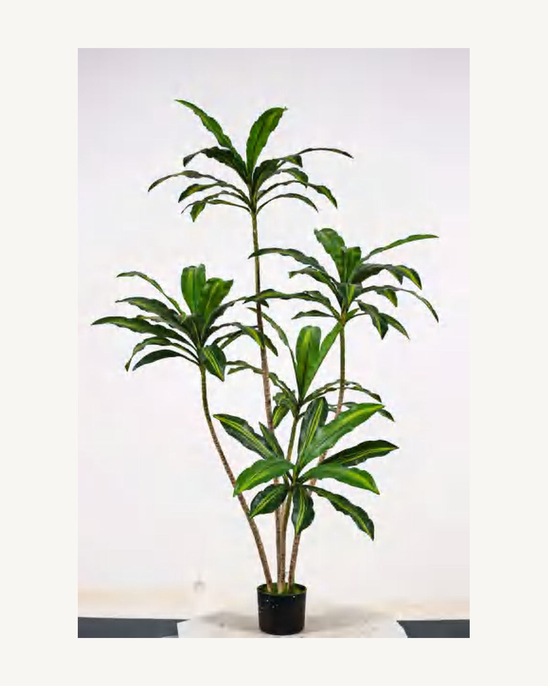 Ravello Artificial Dracaena Tree, full product studio view in the included nursery pot