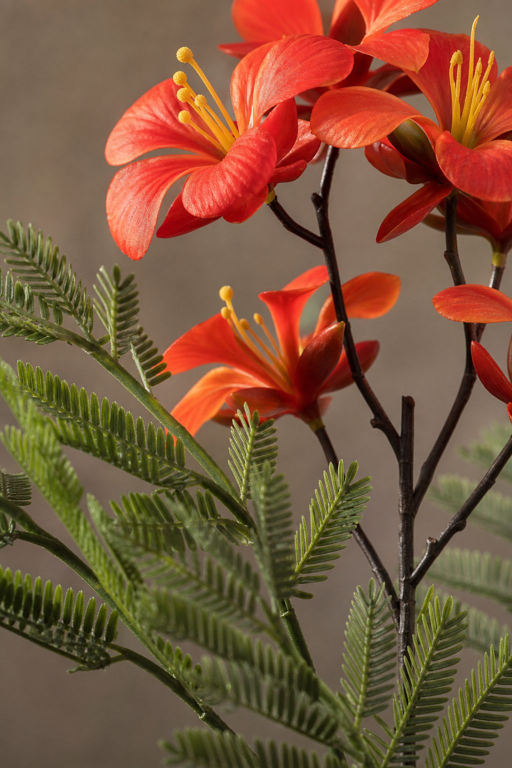 Maison Moya - Royal Poinciana Flame Tree - closeup detail