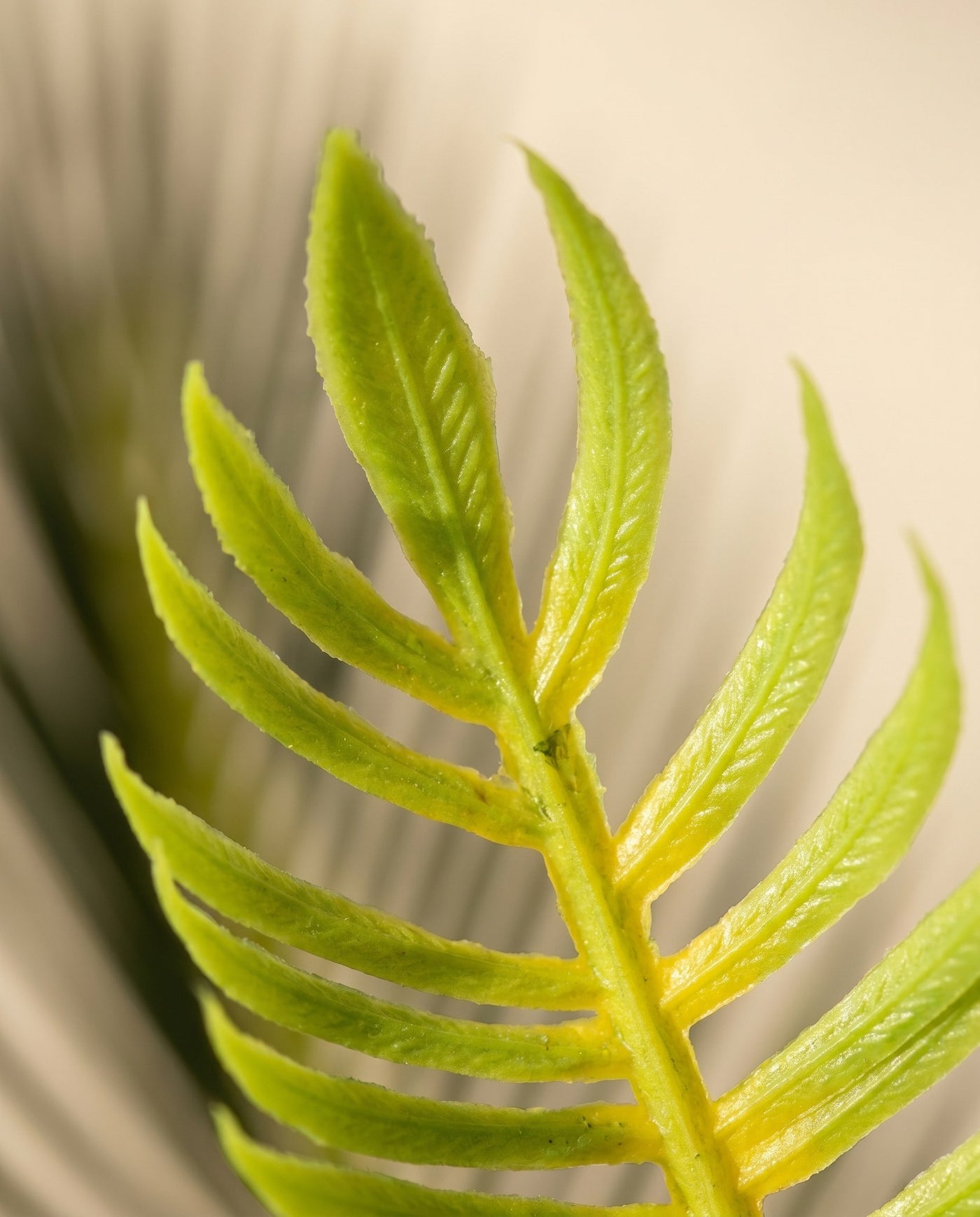 Maison Moya - Sago Palm Compact Tropical Plant - 03 closeup-top