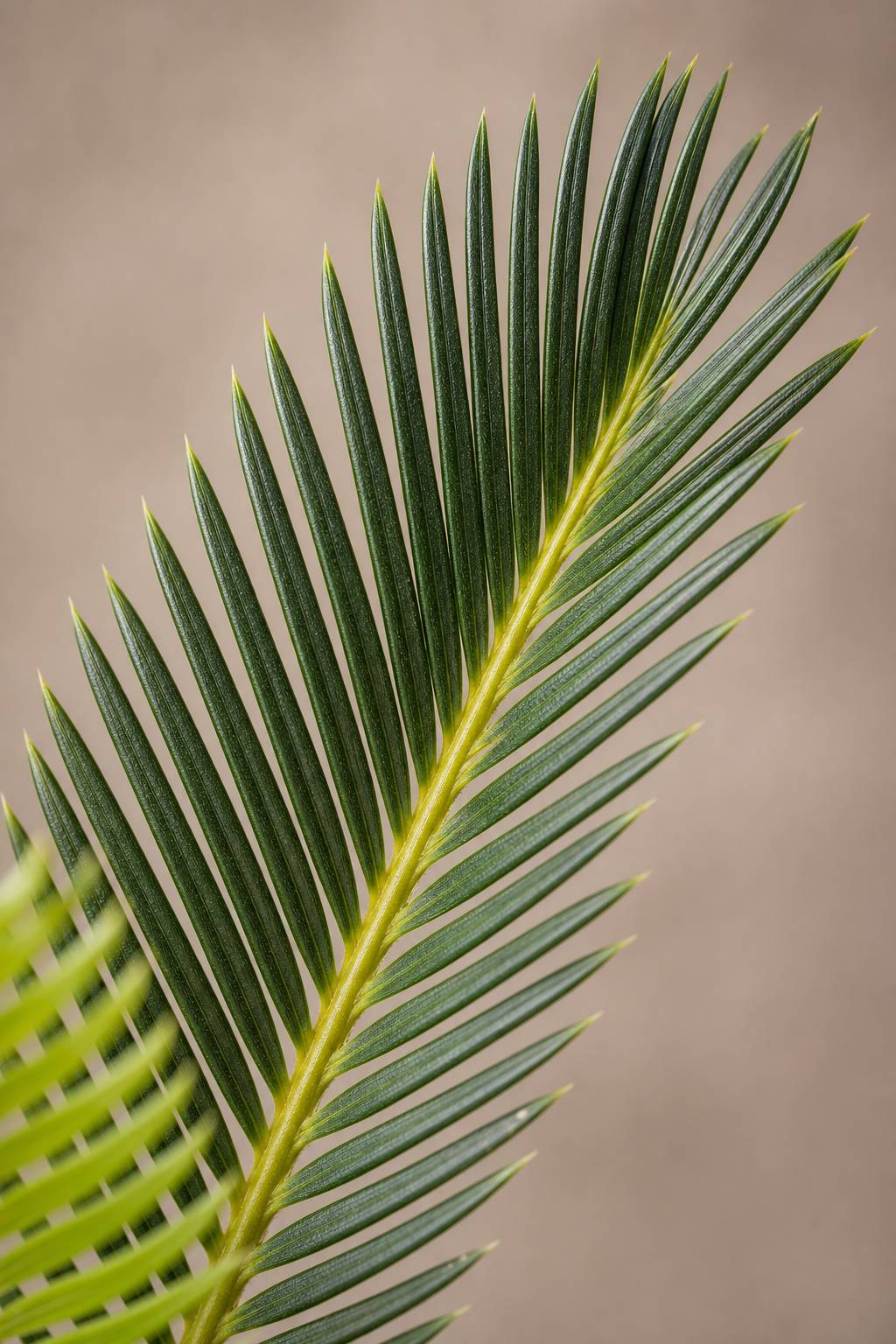 Maison Moya - Sago Palm Compact Tropical Plant - closeup detail