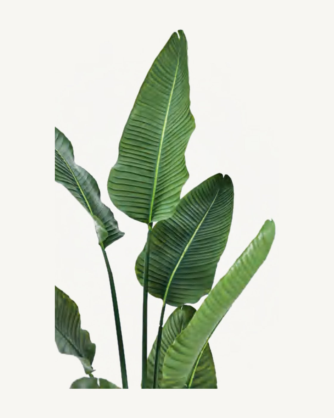 Salina Artificial Traveler's Palm, 62.9 in, full product studio view in the included nursery pot