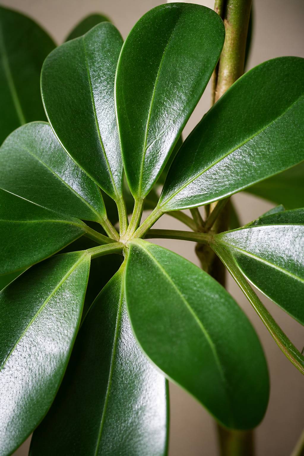 Maison Moya - Schefflera Umbrella Faux Tree - closeup surface