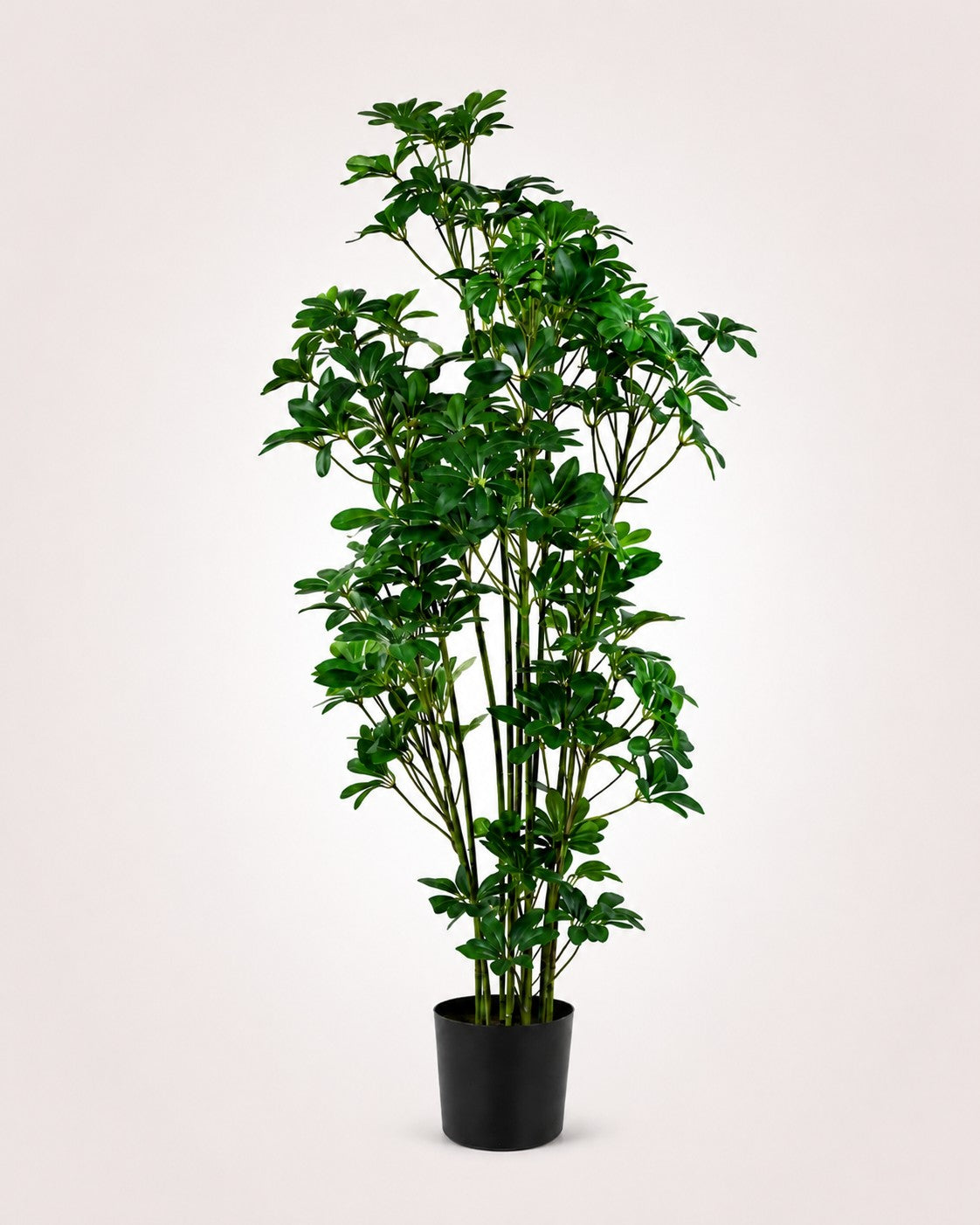 Maison Moya schefflera