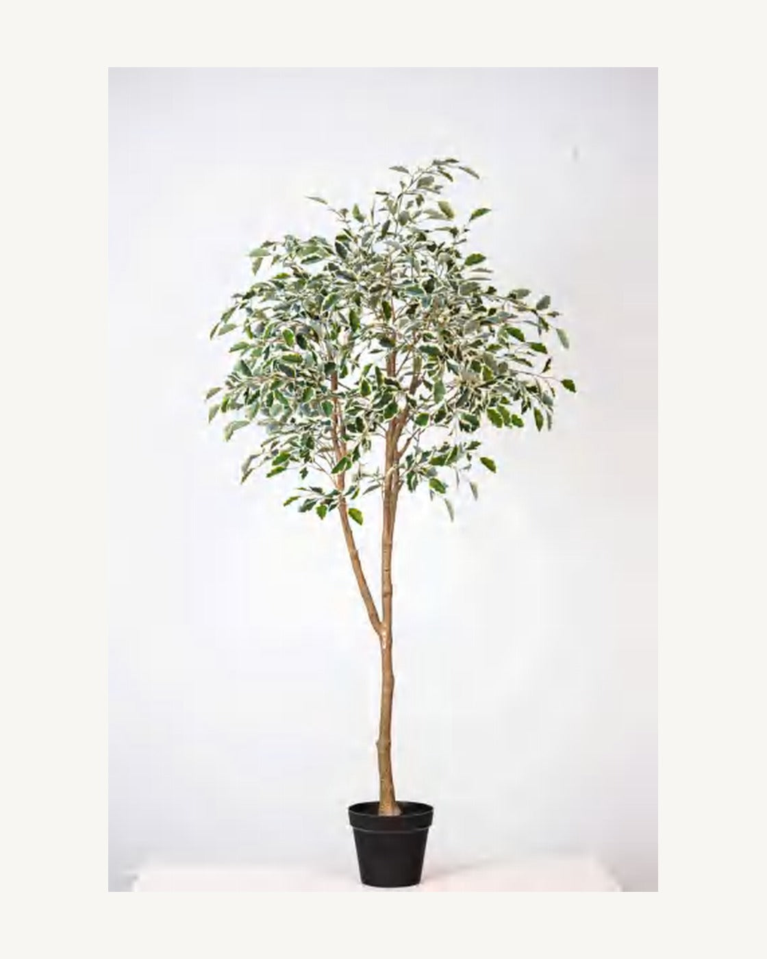 Sienna Artificial Ficus Tree, full product studio view in the included nursery pot