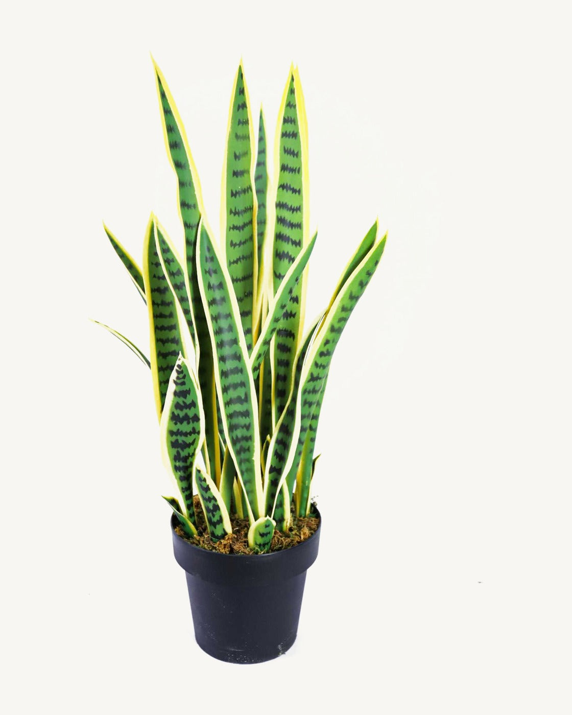 Sienna Artificial Snake Plant, full product studio view in the included nursery pot