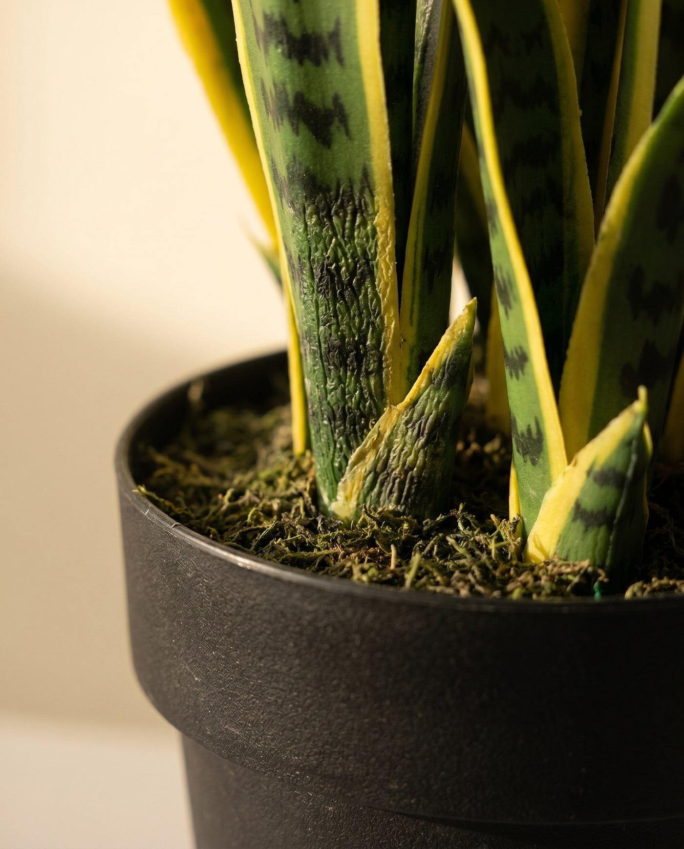 Maison Moya - Snake Plant Architectural Faux Plant - 04 closeup-base