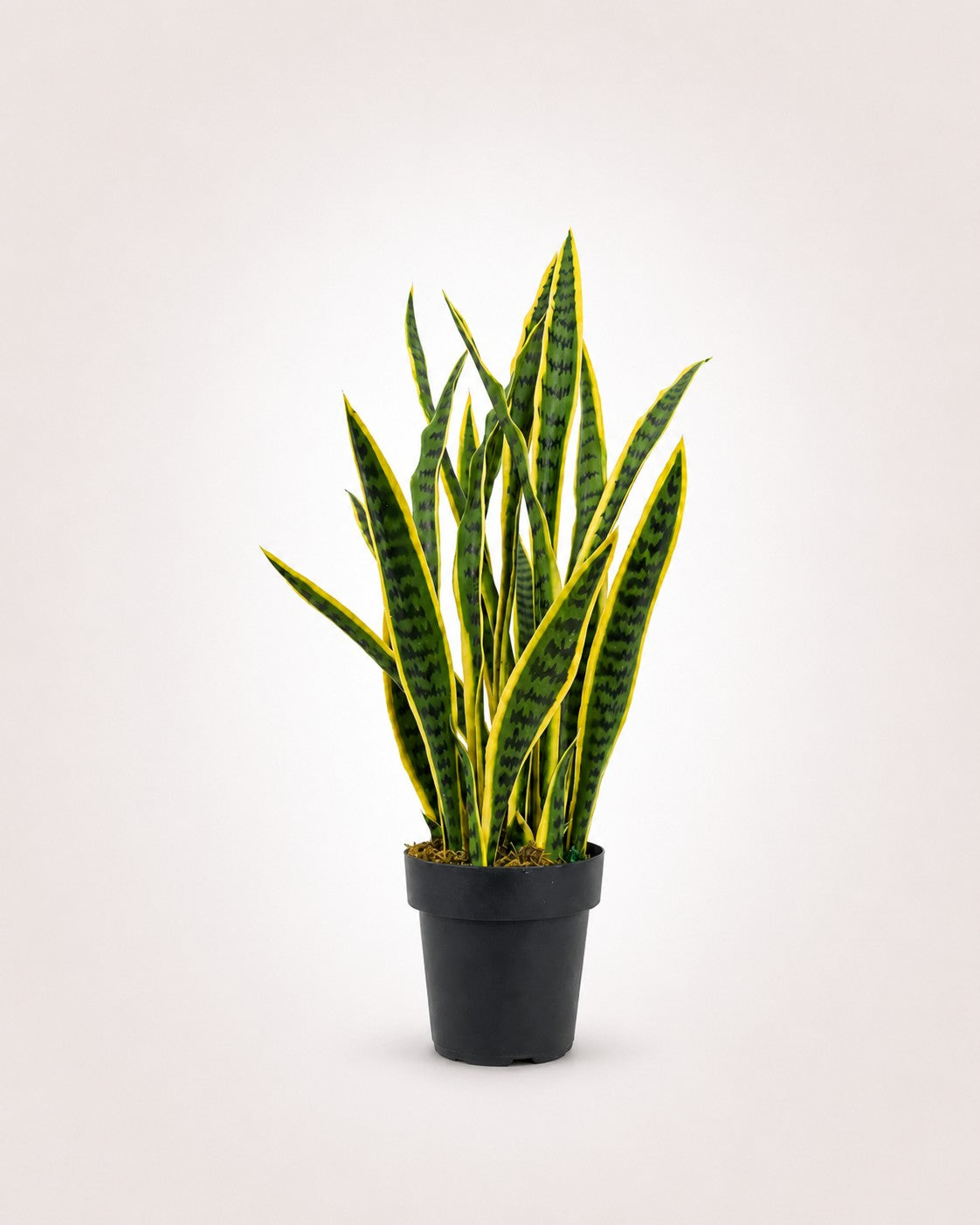 Maison Moya snake-plant