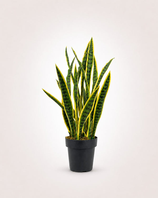 Snake Plant Architectural Faux Plant