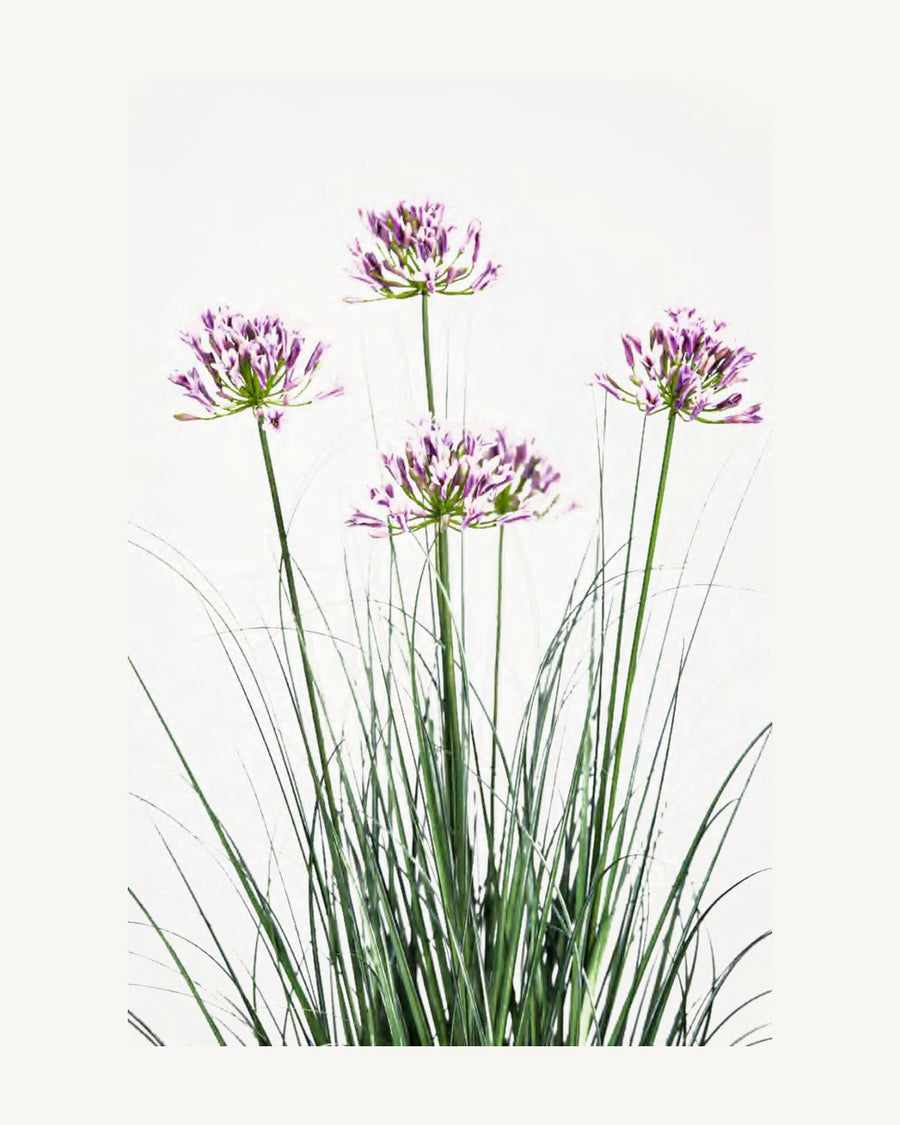 Sorrento Artificial Agapanthus Grass, 47.2 in