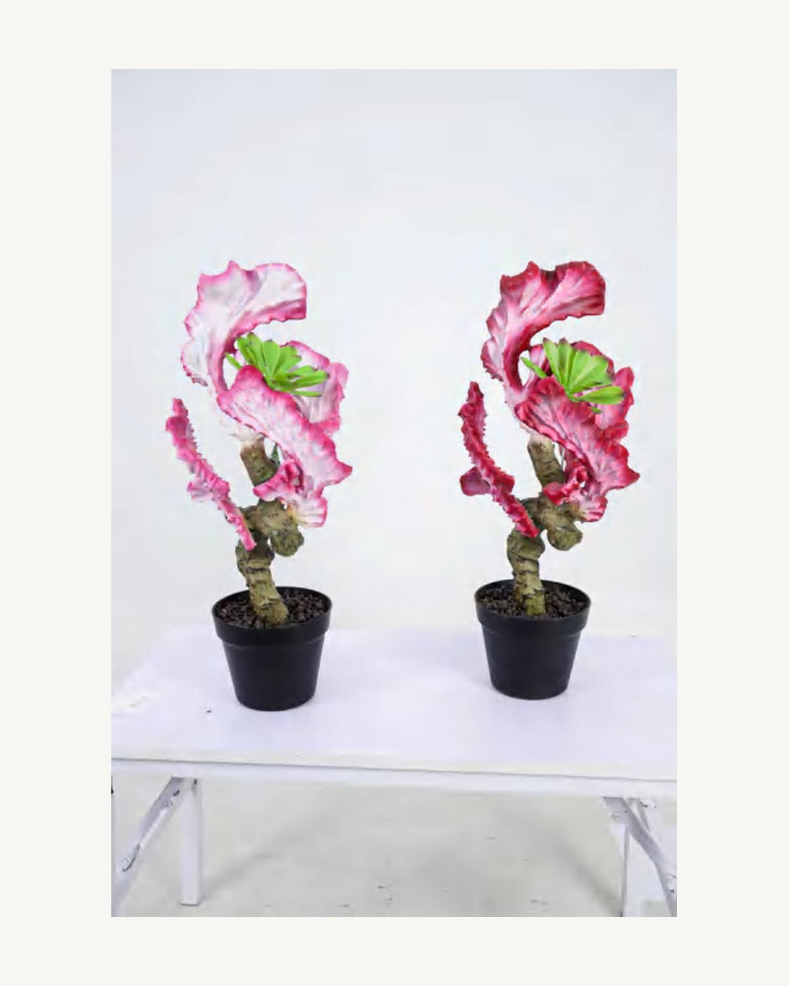 Sorrento Artificial Coral Cactus, full product studio view in the included nursery pot