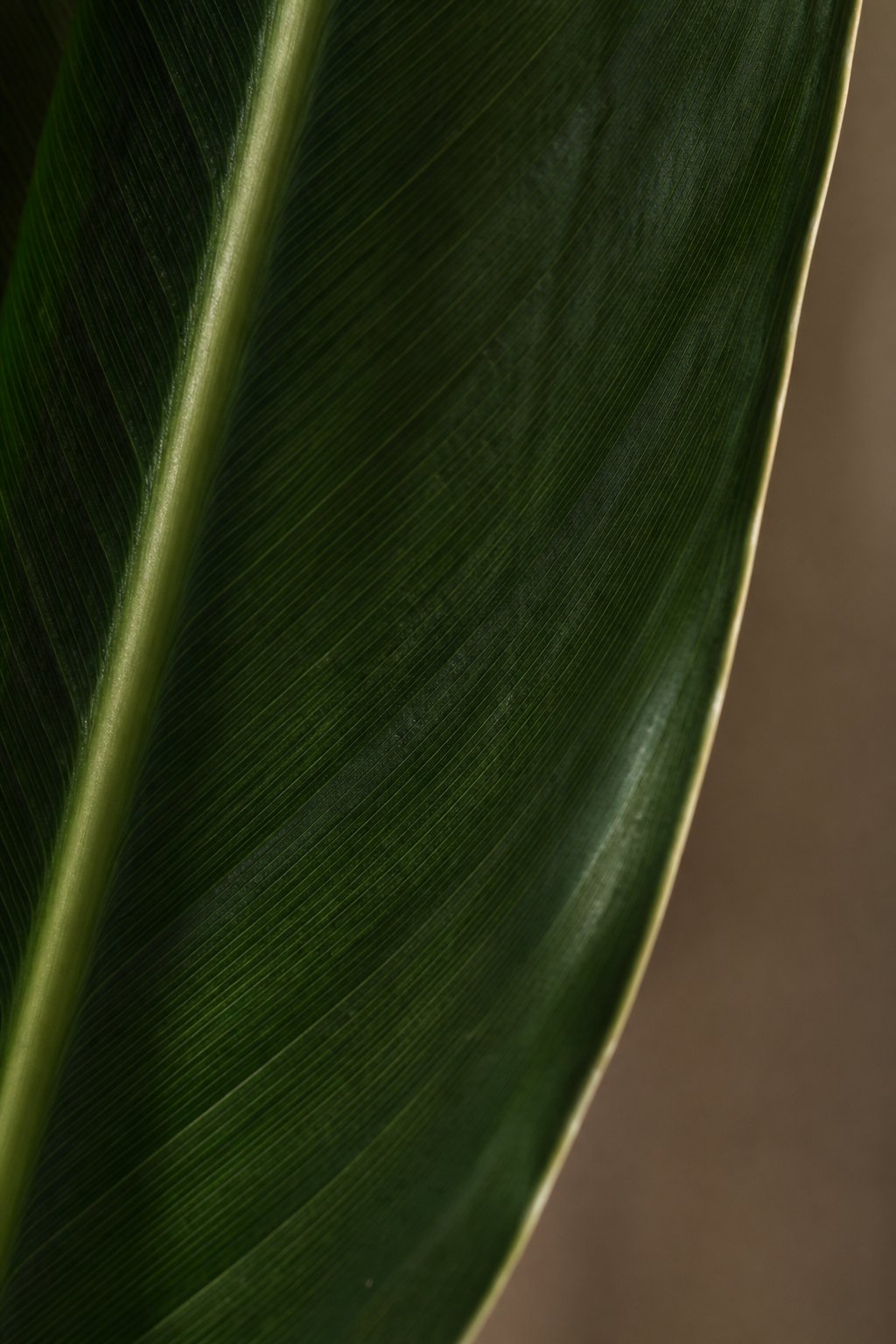 Maison Moya - Traveler's Palm Tropical Statement Tree - closeup surface