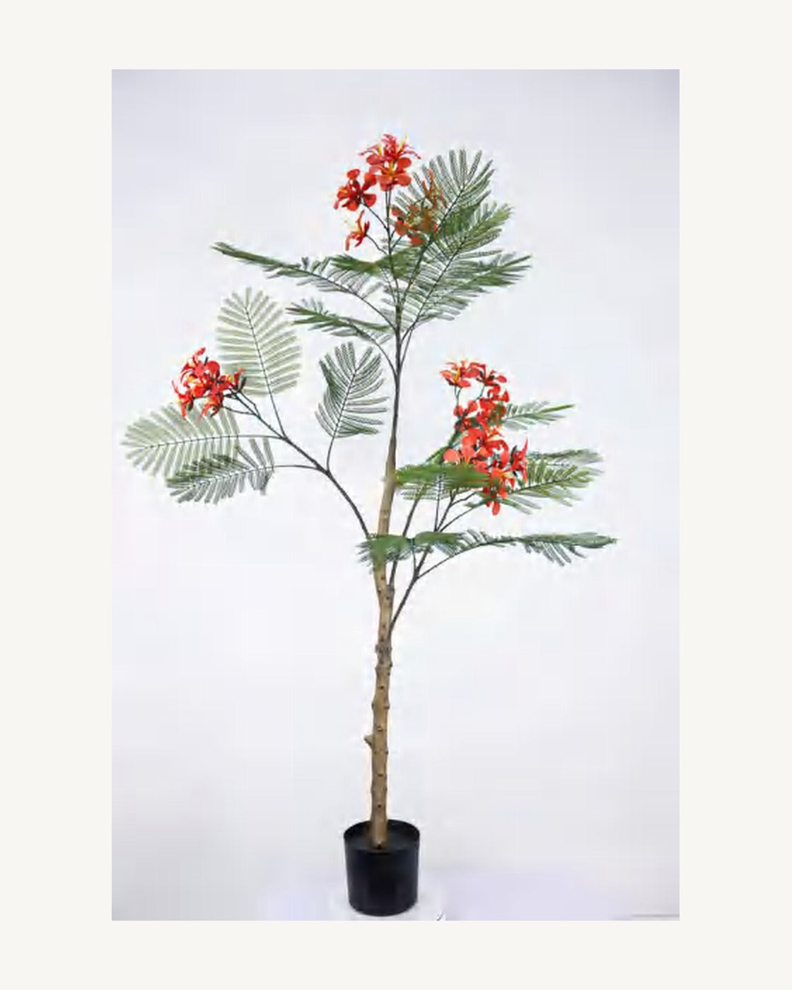 Verona Artificial Royal Poinciana Tree, 62.9 in, full product studio view in the included nursery pot