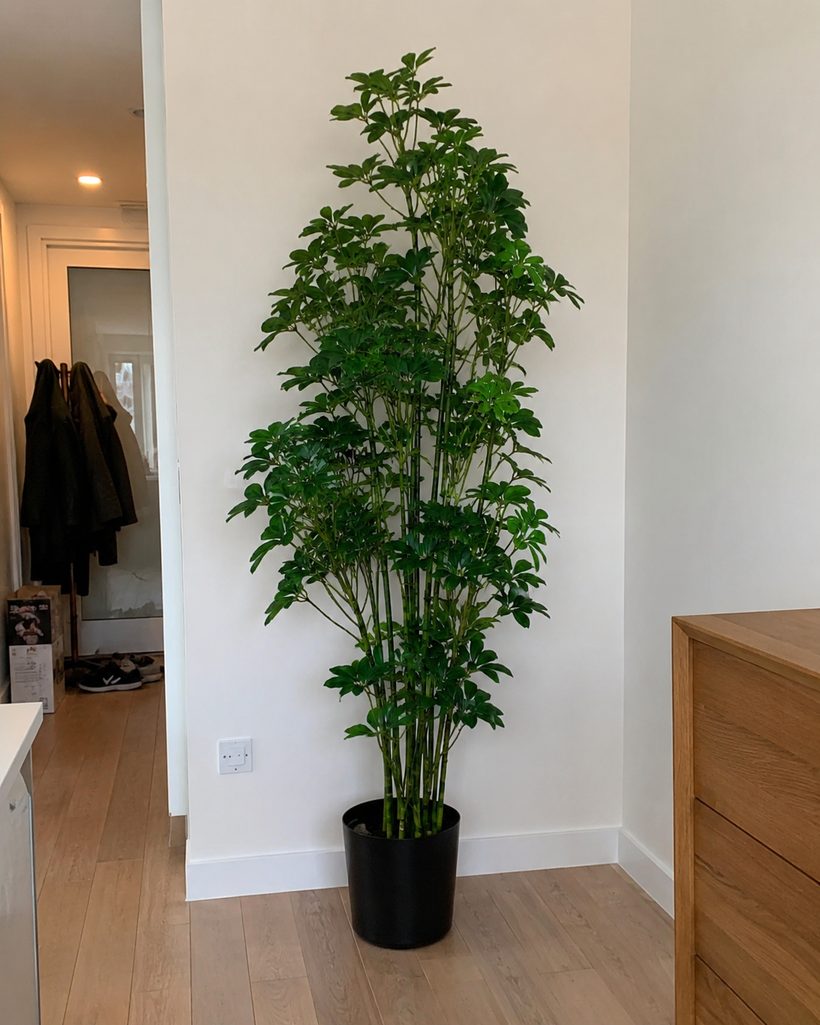 Areca Palm Tropical Indoor Palm customer photo