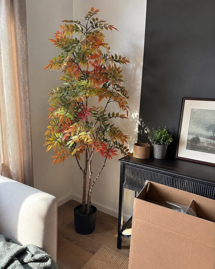 Areca Palm Tropical Indoor Palm customer photo