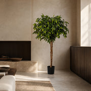Ficus kunstboom