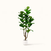 Ficus Lyrata kunstboom