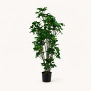 Árbol artificial Schefflera