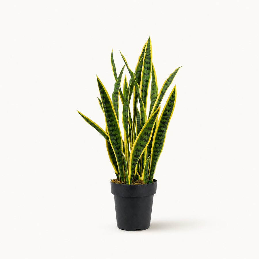 Plante artificielle Sansevière